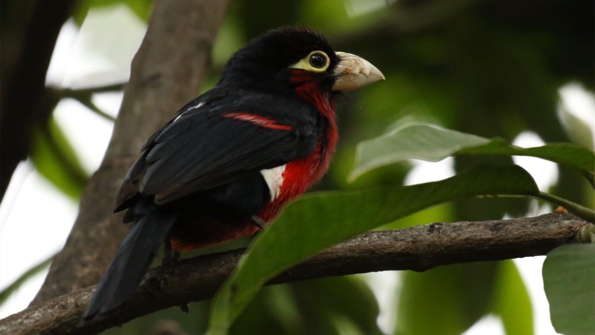 足球裁判数据化评估机制尚未成型，足球裁判分析
