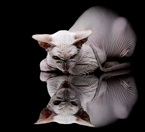 切尔西主帅：团队配合是胜利关键，切尔西全队