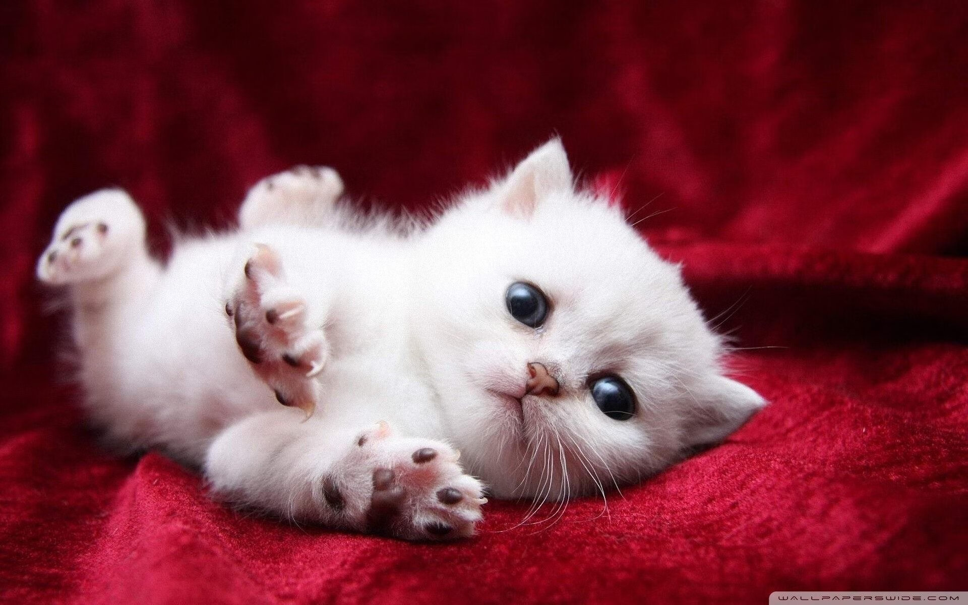 波兰队在国际乒联混合团体世界杯中的战术分析与未来展望，波兰乒乓球著名运动员